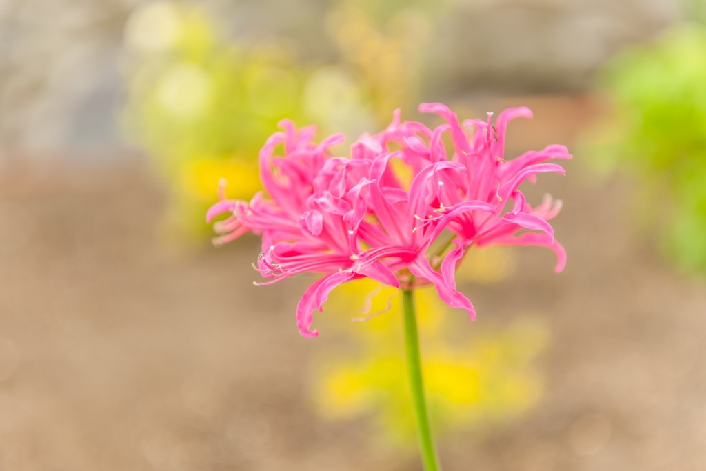 秋に人気の花とお花屋さんで購入しやすい花ランキング フラワーショップサクマ