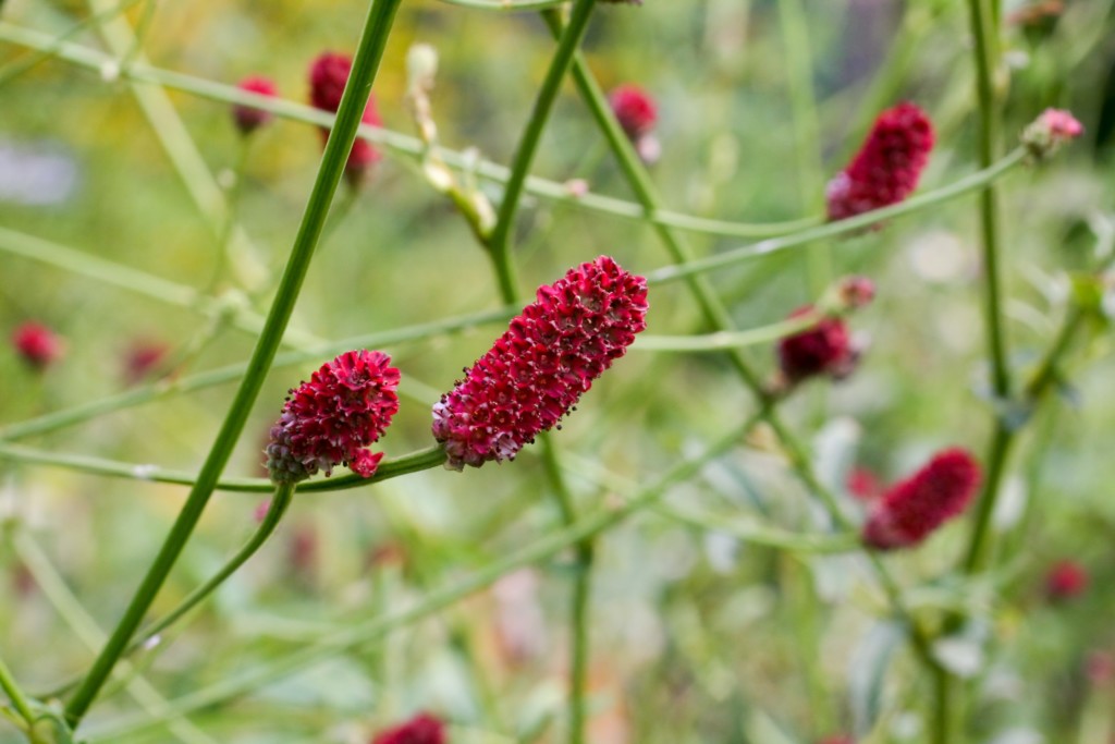 秋の花を使った花束をプレゼント 花の種類と花言葉 フラワーショップサクマ