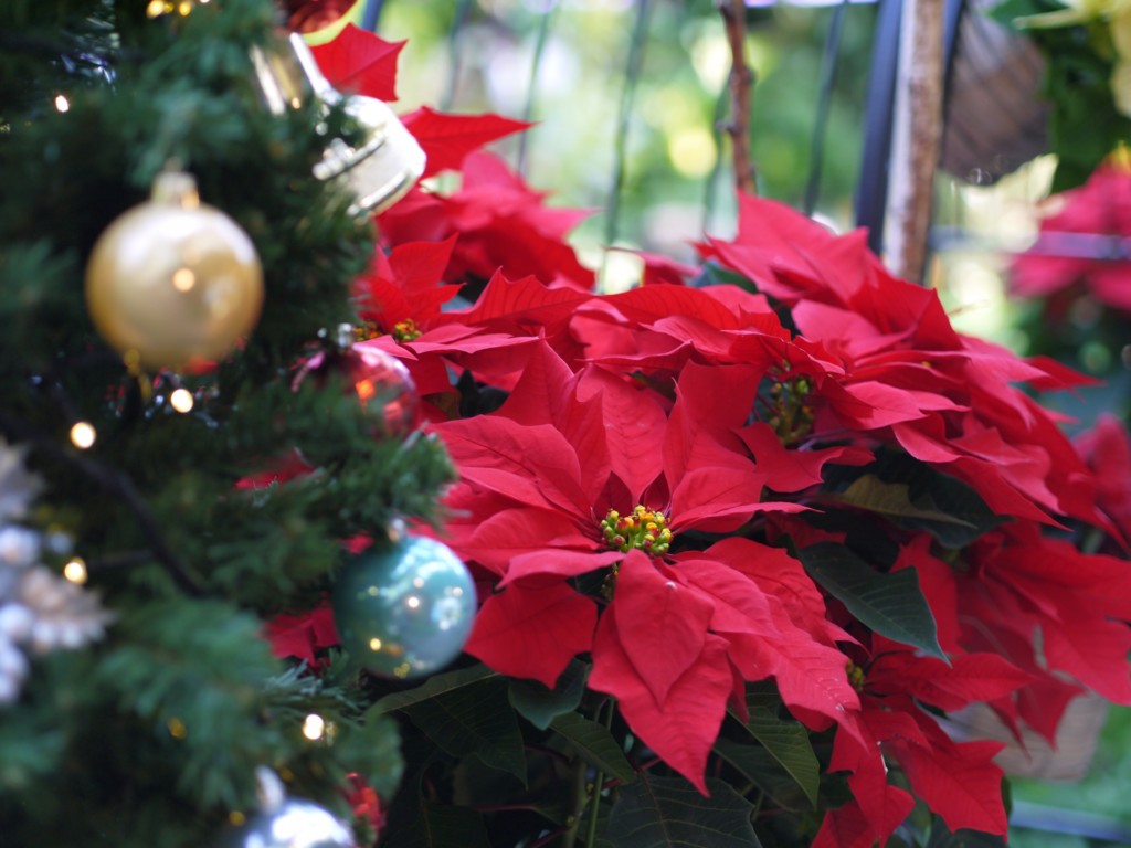 ポインセチアは何故クリスマスの花なの その理由と育て方について フラワーショップサクマ