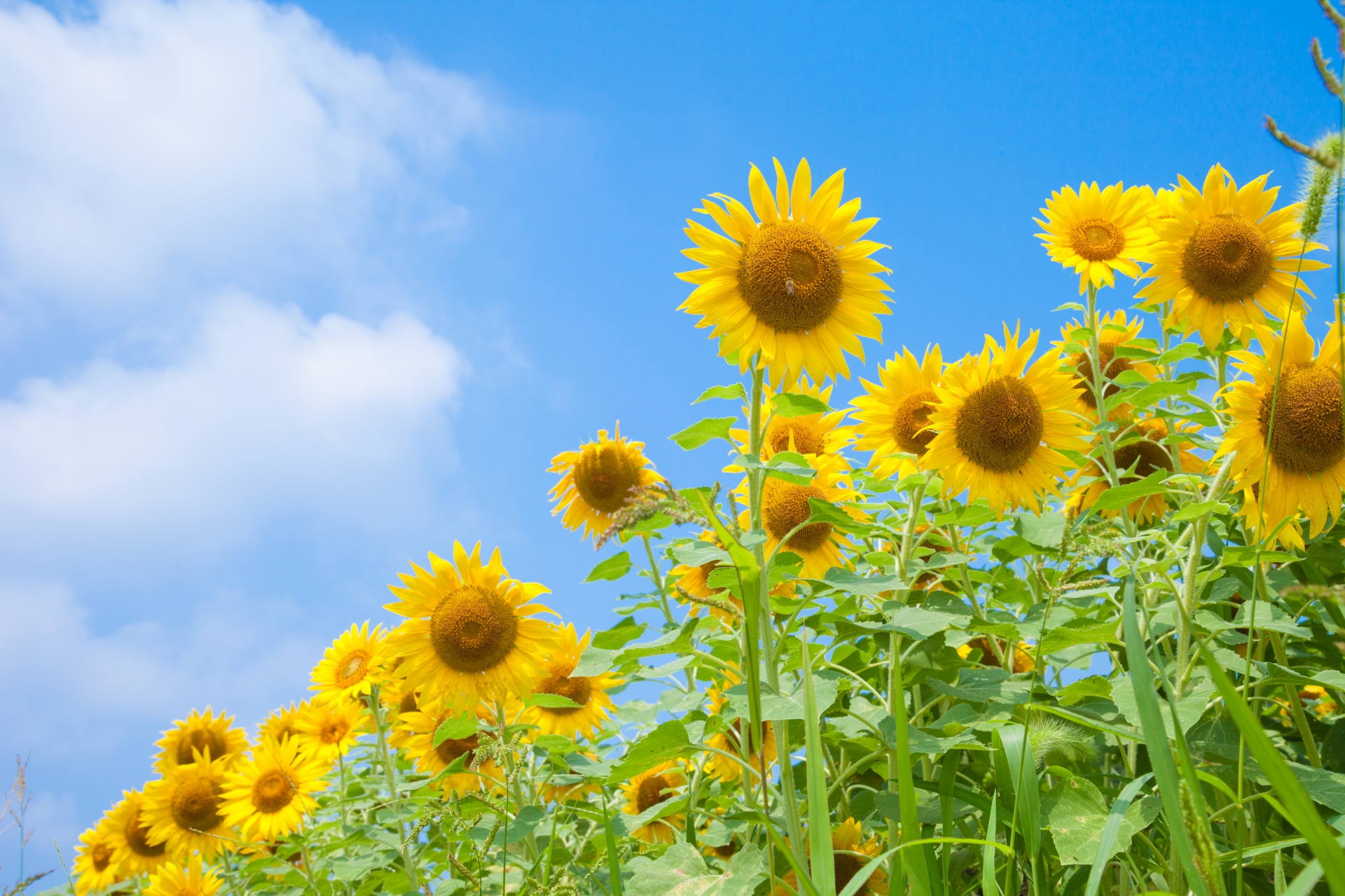 意外と多い夏の花「向日葵」の種類 | フラワーショップサクマ